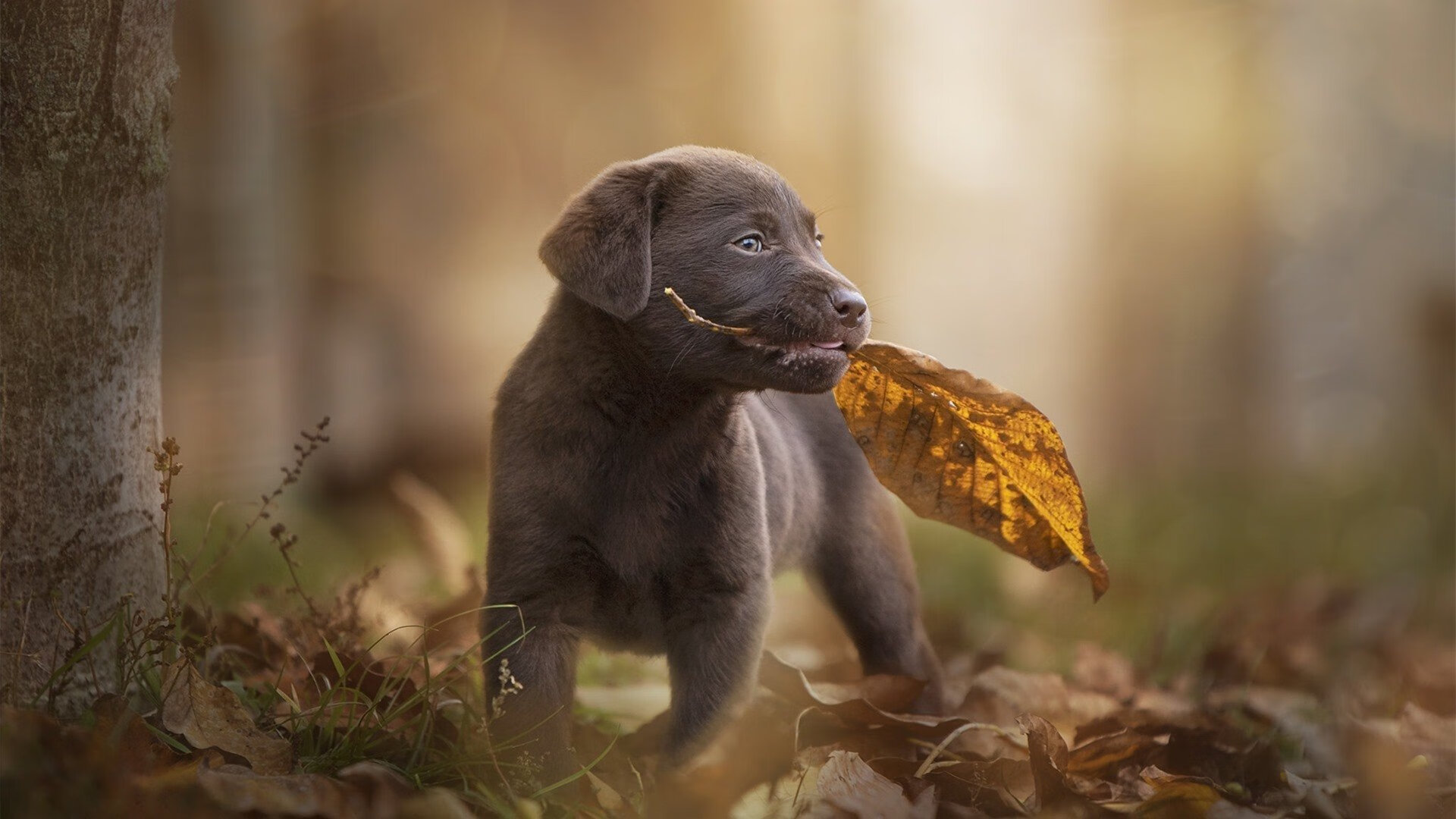 开云综合服务-VALORANT 青训体系逐渐完善，valorant esport